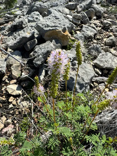 Sabinal Prairie Clover — photo by Kevin Speray