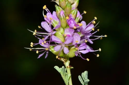 Albuquerque Prairie Clover