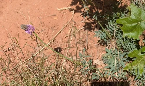 Searls' Prairie Clover — photo by Sarah