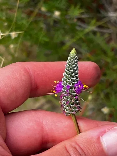 Pinkglobe Prairie Clover — photo by Jada Martinez