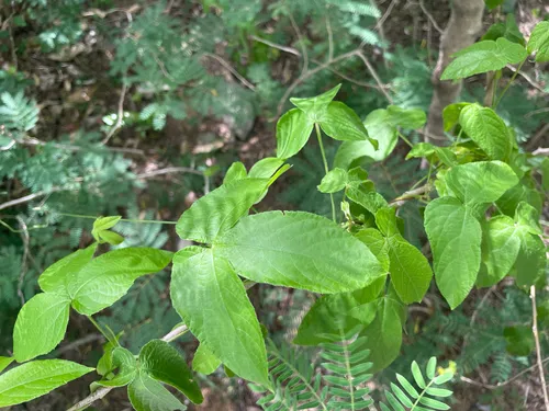 Spurgecreeper — photo by Marc AuMarc