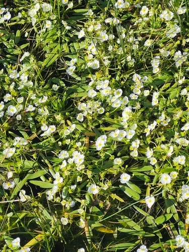 California Damsonium — photo by cindynoble