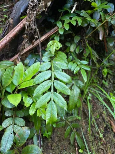 Puerto Rico Danafern