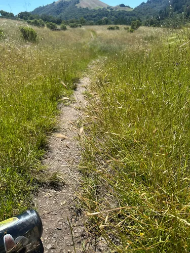 California Oatgrass