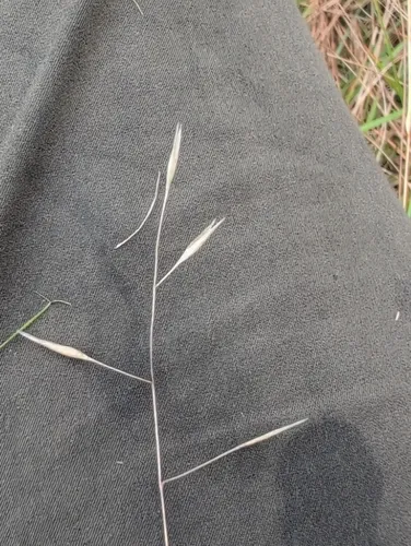 Flattened Oatgrass