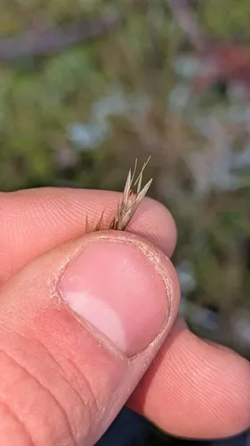 Timber Oatgrass — photo by Liam Hutcheson