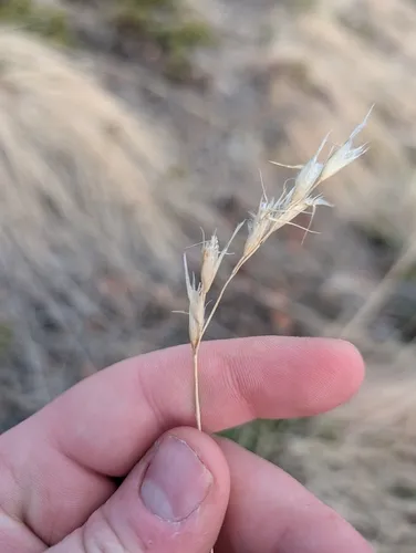 Parry's Oatgrass