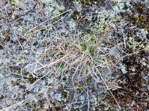 Poverty Oatgrass