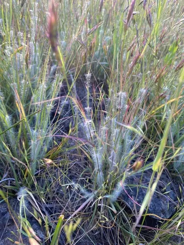 Onespike Danthonia