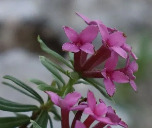 Garland-flower — photo by Norbert Sauberer