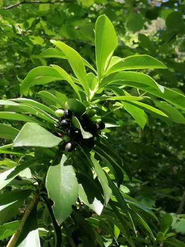 Spurgelaurel