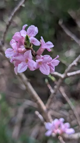 Paradise Plant