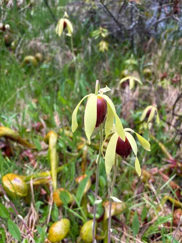 California Pitcherplant — photo by arthursimonds