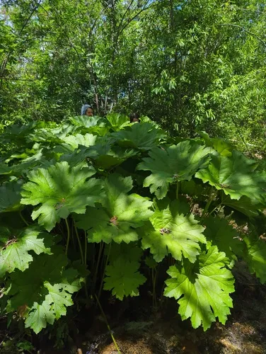 Indian Rhubarb — photo by Aberdeen Spade