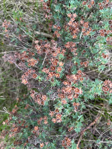 Shrubby Cinquefoil — photo by Bones Whittaker