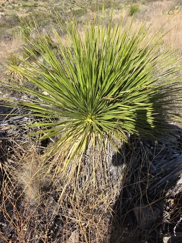 Green Sotol