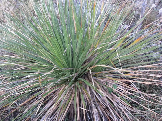 Texas Sotol