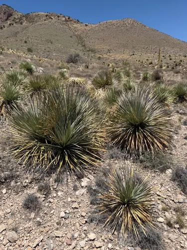 Common Sotol — photo by CK2AZ