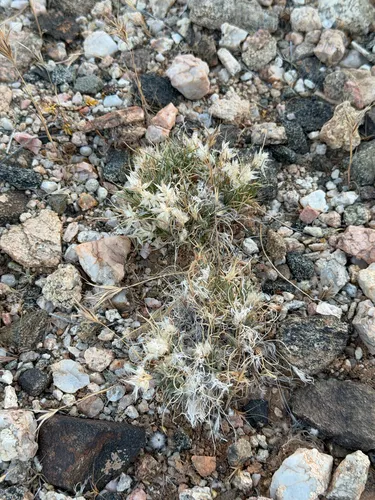 Low Woollygrass — photo by CK2AZ