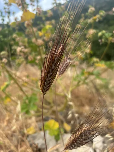 Mosquitograss — photo by bornfeta