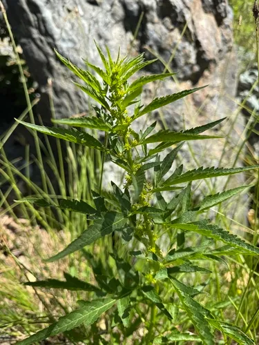 Durango Root — photo by Abe Doherty