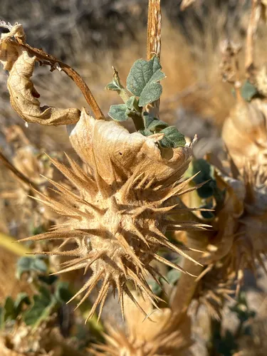 Desert Thorn-apple
