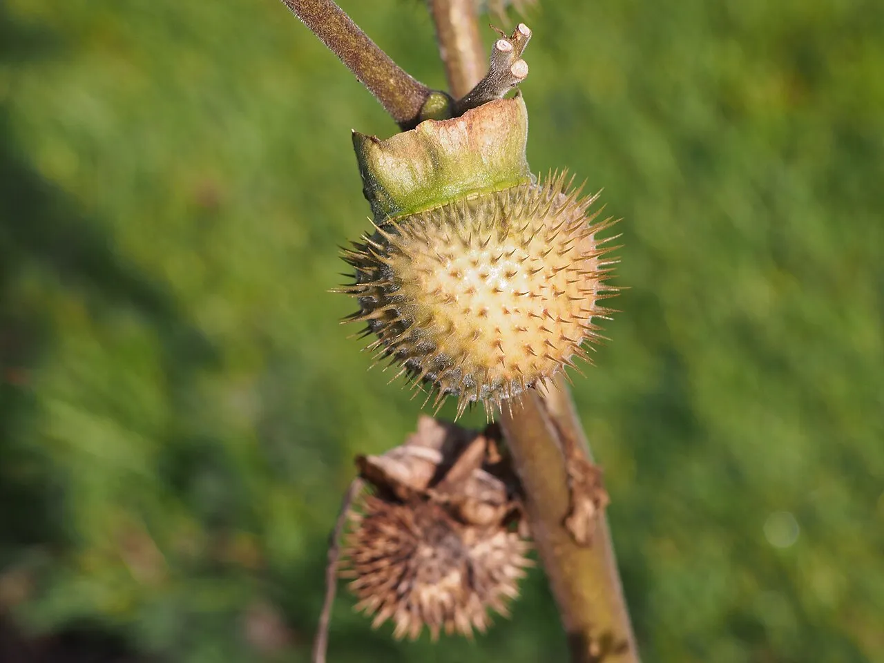 Pricklyburr