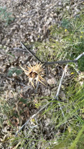 Chinese Thorn-apple
