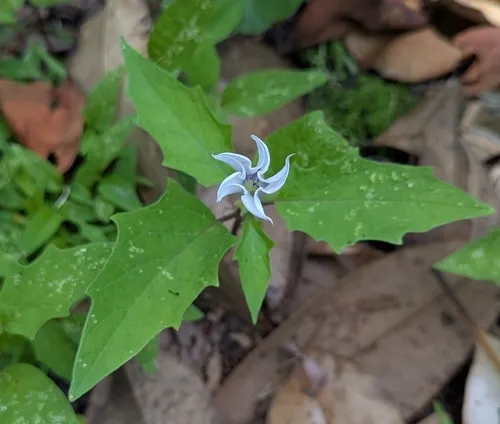 Jimsonweed