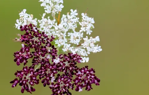 Queen Anne's Lace