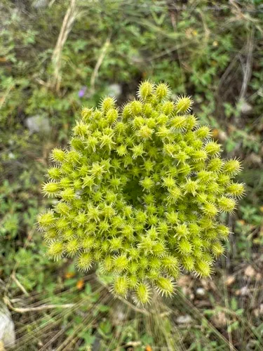 American Wild Carrot — photo by Connor Travis