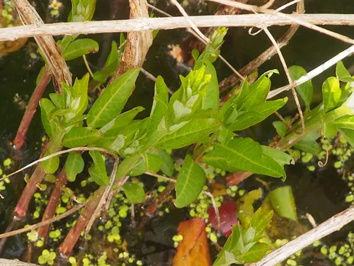 Swamp Loosestrife — photo by Ken Potter