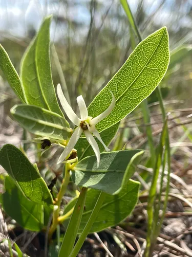 Royal False Pawpaw
