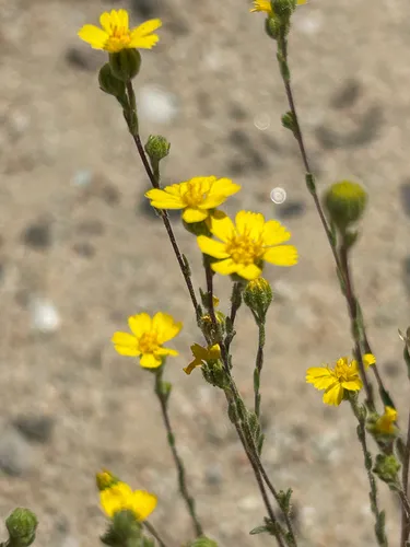 Red Rock Tarweed — photo by Sarah Berryman