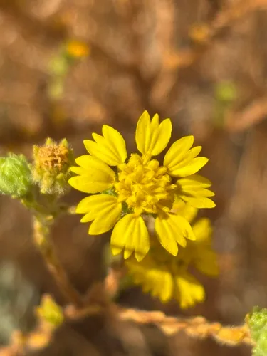 Livermore Tarweed