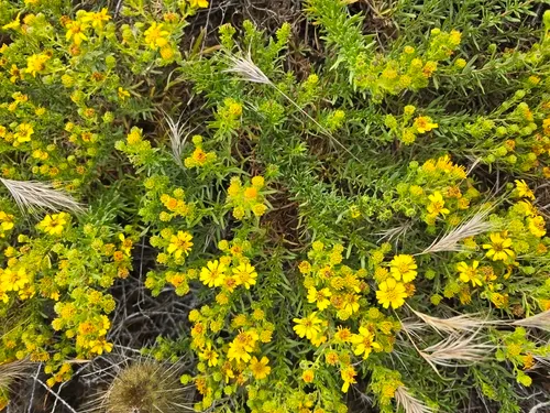 Catalina Tarweed