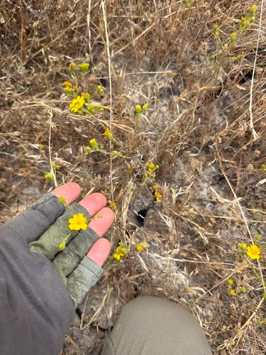 Otay Tarweed — photo by Anna Arft