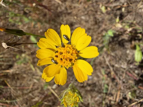 Coastal Tarweed