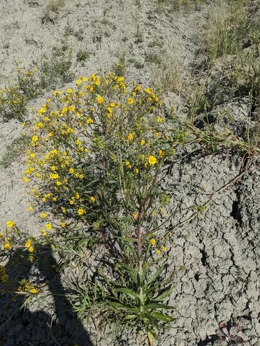 Hall's Tarweed