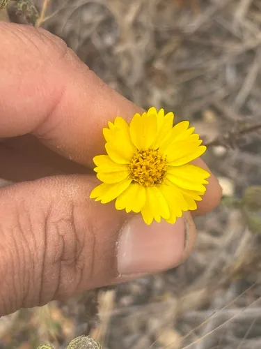 Grassland Tarweed