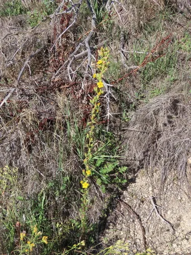 Mojave Tarweed