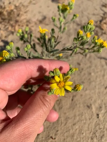 Kern Tarweed — photo by botaniconn