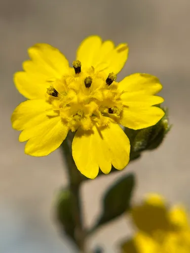 Salinas River Tarweed — photo by Alex Heyman