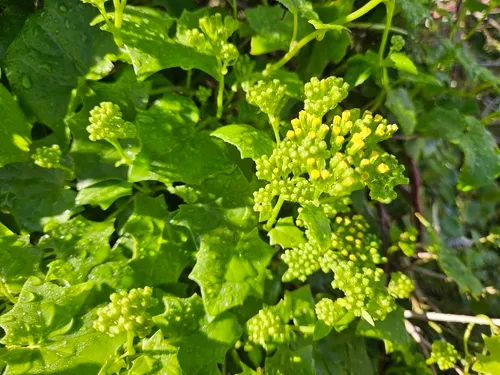 Cape-ivy — photo by David Spencer Muirhead