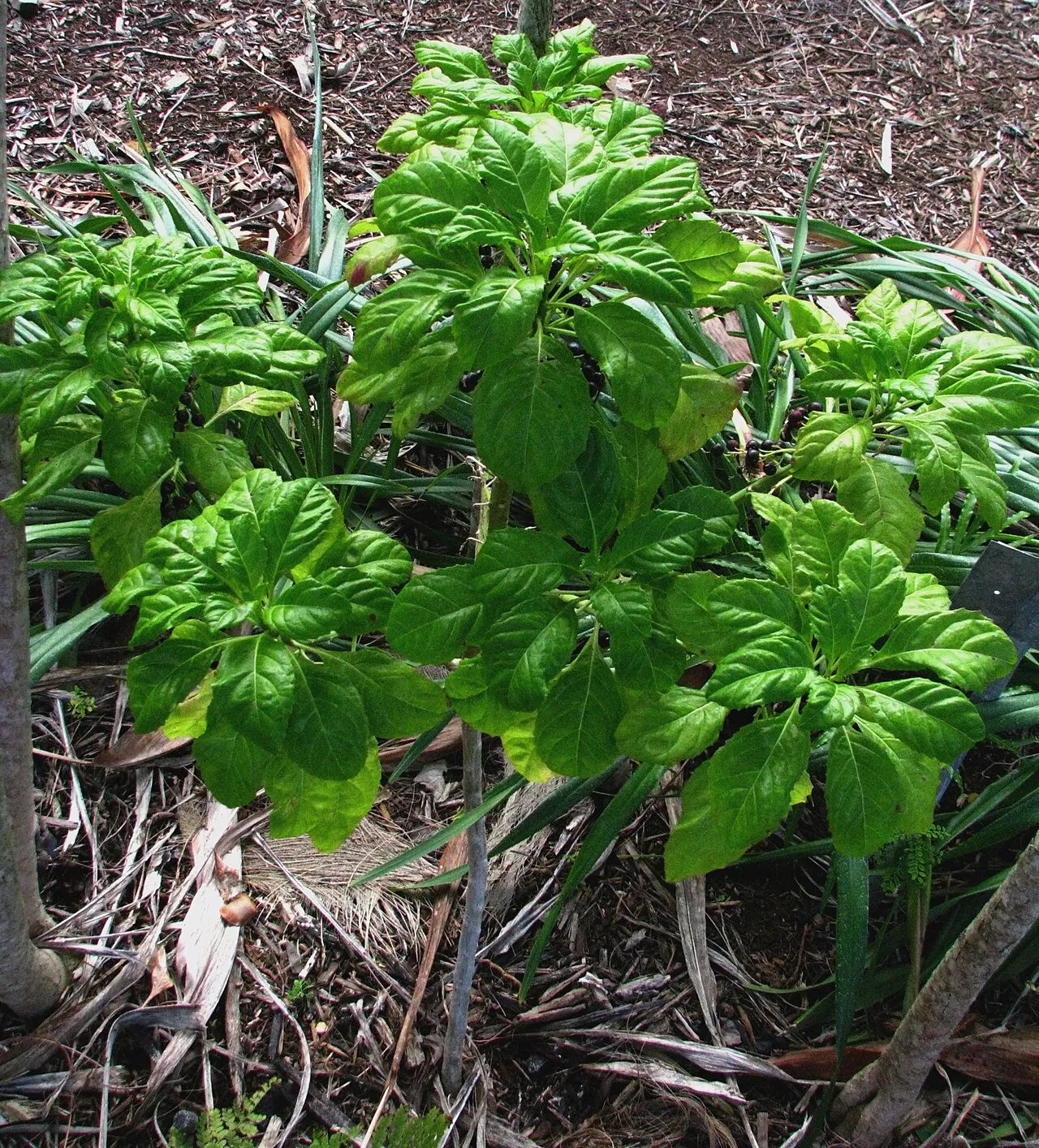 Kauai Delissea