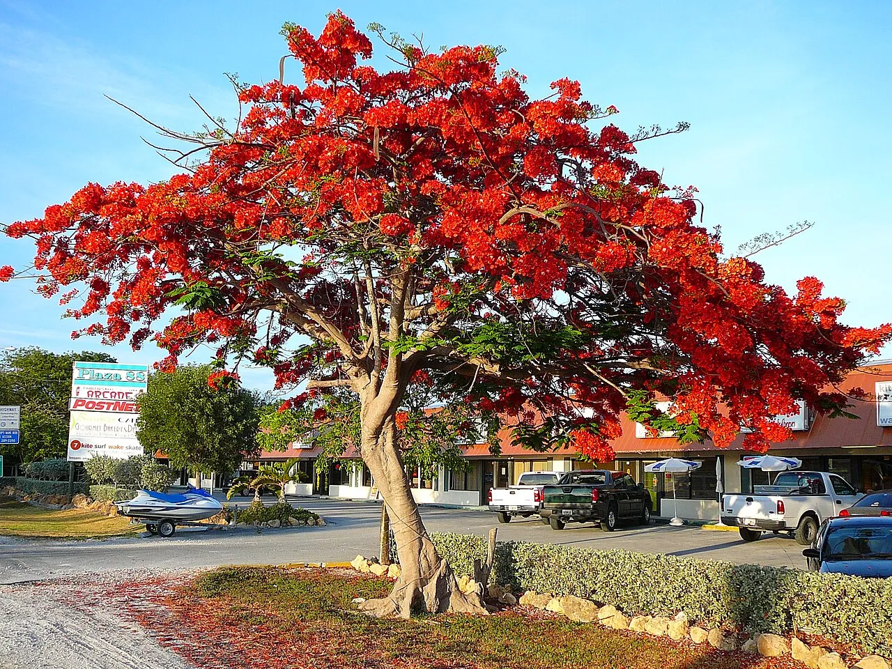 Royal Poinciana — photo by Averette