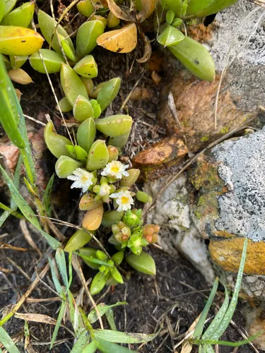 Seaside Delosperma — photo by Rhian Berning