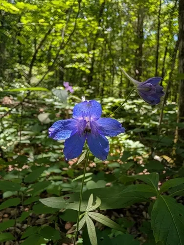 Alabama Larkspur