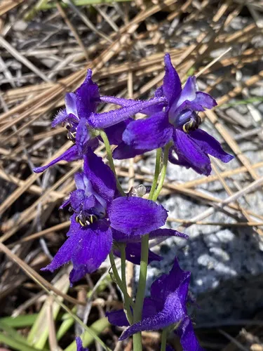 Anderson's Larkspur