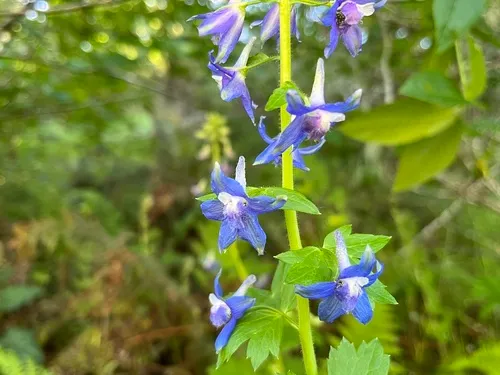 Baker's Delphinium